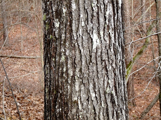{Quercus velutina}